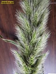 Image result for Setaria atrata
