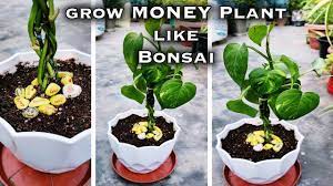 Check spelling or type a new query. How To Grow Money Plant Like Bonsai Plant Money Plant Growing Style Like Bonsai Tree Indoor Plant Youtube