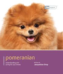 Some breeders have been breeding dogs for a long time and earned a strong reputation. Buy Pomeranian Dog Expert Book Online At Low Prices In India Pomeranian Dog Expert Reviews Ratings Amazon In
