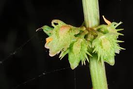 Image result for Rumex ruwenzoriensis