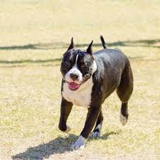These are similar dogs in that they look similar in appearance and that they have similar backgrounds and personality traits. Bullypit Dog Breed Everything About American Bulldog X Pitbull Mix