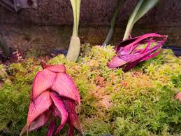 Image result for Bulbophyllum elliotii