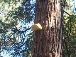 The growth is called a gall. Fungus Growth On Trunk Of Mature Cedar Tree 579240 Ask Extension