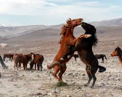 Maybe you would like to learn more about one of these? The Next Level In Office Amenities Wild Horses The New York Times