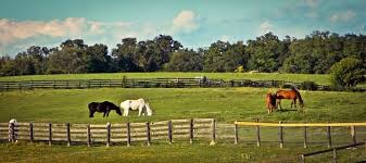 He was lucky, the bullet just grazed his leg. Horse Paddocks A Complete Guide To Equine Grazing And Turn Out
