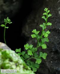 Image result for Anogramma leptophylla