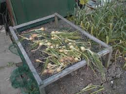 Another handy way to freeze and use green onions is to drop them into clean plastic or glass bottles and store the bottles in the freezer. Harvesting Storing Onions Garlic Shallots