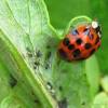 Collect and destroy these pests and sprayed with chemical insecticides way hostathion 40 ec, decis 2.5 ec, ambush 2 ec, elsan 60 ec. Https Encrypted Tbn0 Gstatic Com Images Q Tbn And9gctbku0uopjcumbwoyauxvp29hkjf 4pgqepg9wkjj Z8lqghyuc Usqp Cau