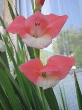 Image result for Gladiolus crassifolius