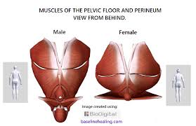 Maybe you would like to learn more about one of these? Pelvis Anatomy Images Pelvic Floor Muscles Connective Tissues Bones