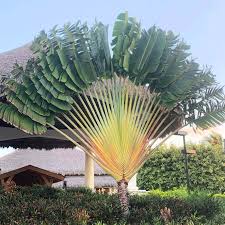 Image result for Trilepisium madagascariense
