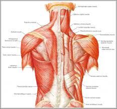 Be sure to visit the guide for more context and information about back muscles anatomy chart, or read some of our. Upper Back Muscle Diagram Google æœå°‹ Human Muscle Anatomy Muscle Anatomy Muscle Diagram