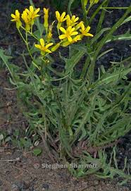 Image result for Crepis urundica