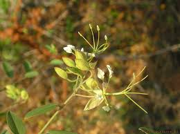 Image result for Cadaba termitaria