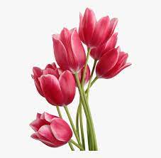 Bunga ini tidak kalah cantik dengan gambar bunga tulip putih. Bunga Tulip Png Tulip Png Free Transparent Clipart Clipartkey
