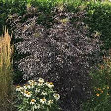 Maybe you would like to learn more about one of these? Sambucus Nigra Black Lace Or Eva Black Elder Shrubs For Sale