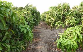 Everyone thinks it is a secret closely guarded by gardeners around the world. High Density Mango And Ultra High Density Plantation Per Acre Yield In India Agri Farming