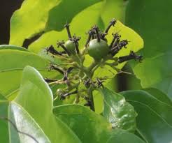 Image result for Strychnos kasengaensis