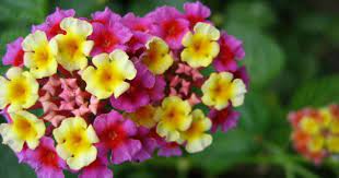 Beautiful Flowers Candytuft Flower Pictures Meanings Flowers Flower Pictures Flower Guide