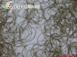 Image result for Thesium dolichomeres