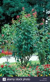 Image result for Cestrum elegans