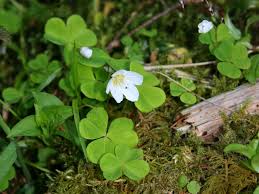 We did not find results for: FiÈ™ier Oxalis Acetosella 1 Jpg Wikipedia