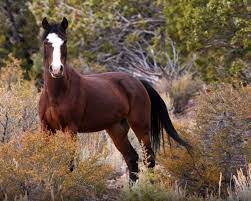 Pin On Race Mustang Wild Mustang American Feral Horse Poney Des Etats Unis