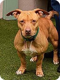 We did not find results for: Pin On California Rescue