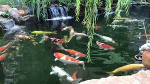 Kolam ikan koi depan rumah yang di hiasi macam macam bunga Kolam Koi Terindah 2 Youtube