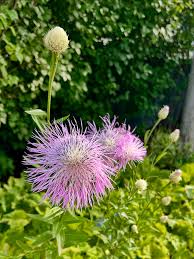 Image result for Centaurea praecox