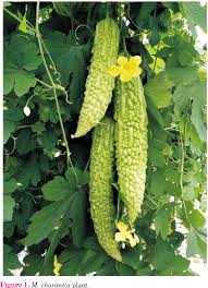 Image result for Momordica charantia