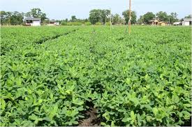 Kali ini kutanam akan memberikan panduan cara bagaimana menanam kacang tanah yang sangat efektif dan sudah. Blog Nizam Mat Saari Cabut Pokok Kacang Tanah