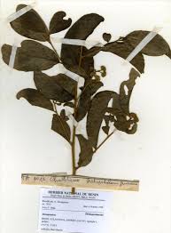 Image result for Dichapetalaceae