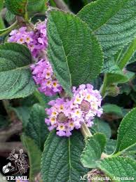 Image result for Lippia plicata
