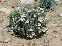 Image result for Hoodia currorii