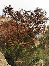 Image result for Ochna inermis