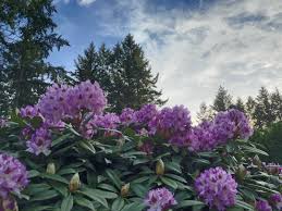 Maybe you would like to learn more about one of these? Following Blooms In The Pacific Northwest Getting On Travel