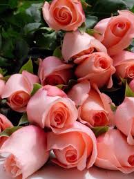 Maybe you would like to learn more about one of these? Salvatore Caronia On Twitter Beautiful Roses Beautiful Flowers Rose Flower