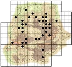 Image result for Grewia hornbyi