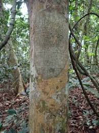 Image result for Panda oleosa