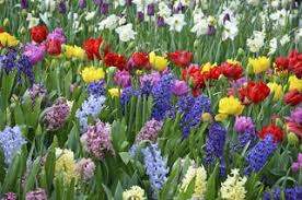 Wiosenne kwiaty w ogrodzie: tulipany, hiacynty, narcyzy, krokusy ...