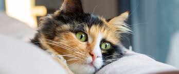 How Long Do Calico Cats Live? Secrets To Their Longevity
