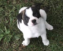 Below you will find a list of havanese breeders located in north dakota. Hastings Mn Boston Terrier Meet Angus A Pet For Adoption