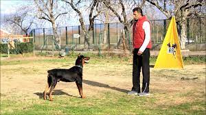 profesyonel kopek egitimi 7 club k9 dogs animals