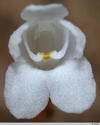 Image result for Didymoplexis