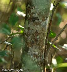 Image result for Ozoroa nitida