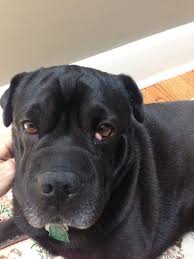 Maybe you would like to learn more about one of these? An Easy Home Cure Cherry Eye Remedy Old Town Home