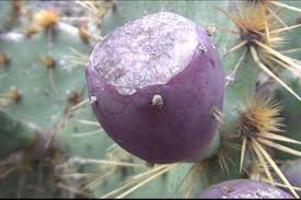 Plant prickly pear cactus in spring or early summer, and water it well after planting to encourage a strong root system. How To Pick And Eat Prickly Pear Cactus 7 Steps With Pictures Instructables