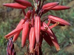Image result for Aloe plowesii
