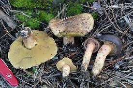 Image result for Suillus wasatchicus